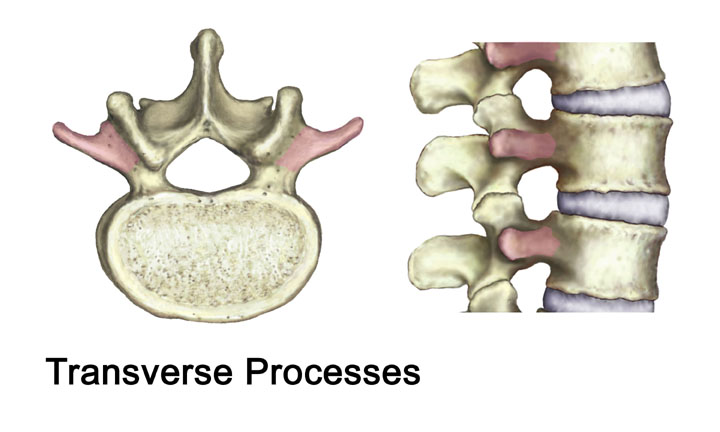 Transverse processes - mumuloco
