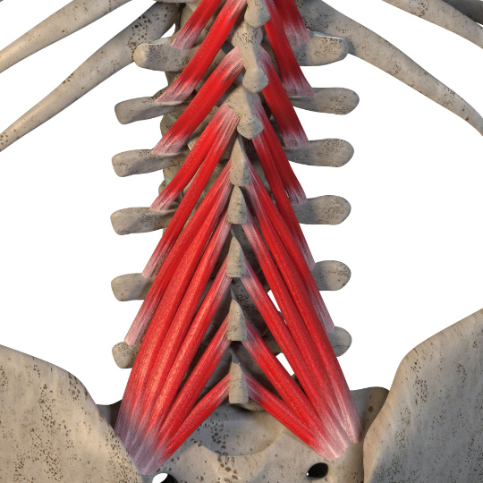 3d render of the lumbar portion of the multifidus muscle on the rear of a skeleton model.