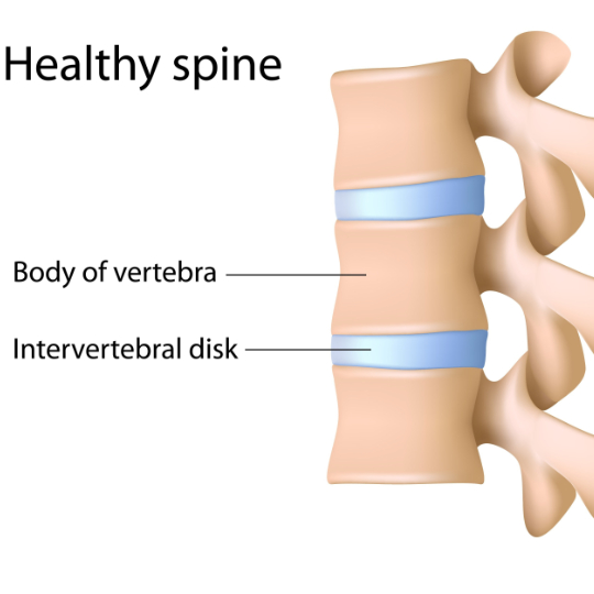 Image of a non-osteoarthritic spine with no spondylosis.